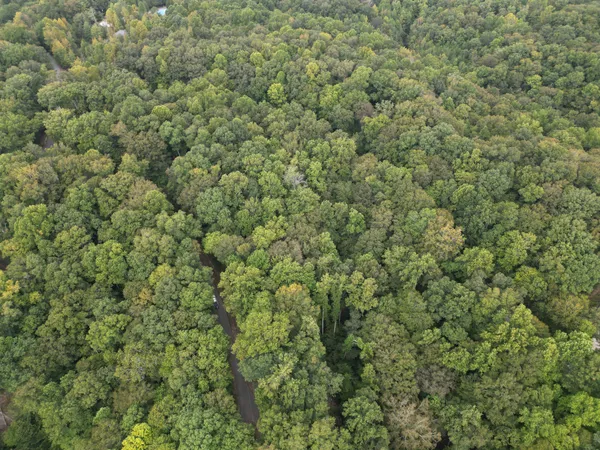 a view of a forest