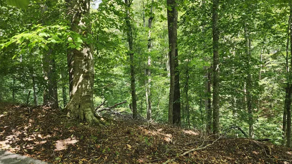a green field with lots of trees