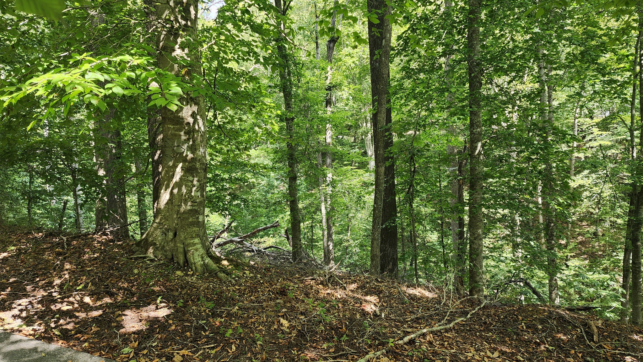 0 February Place Smithville, TN 37166 - Photo 4 of 11 a view of a forest