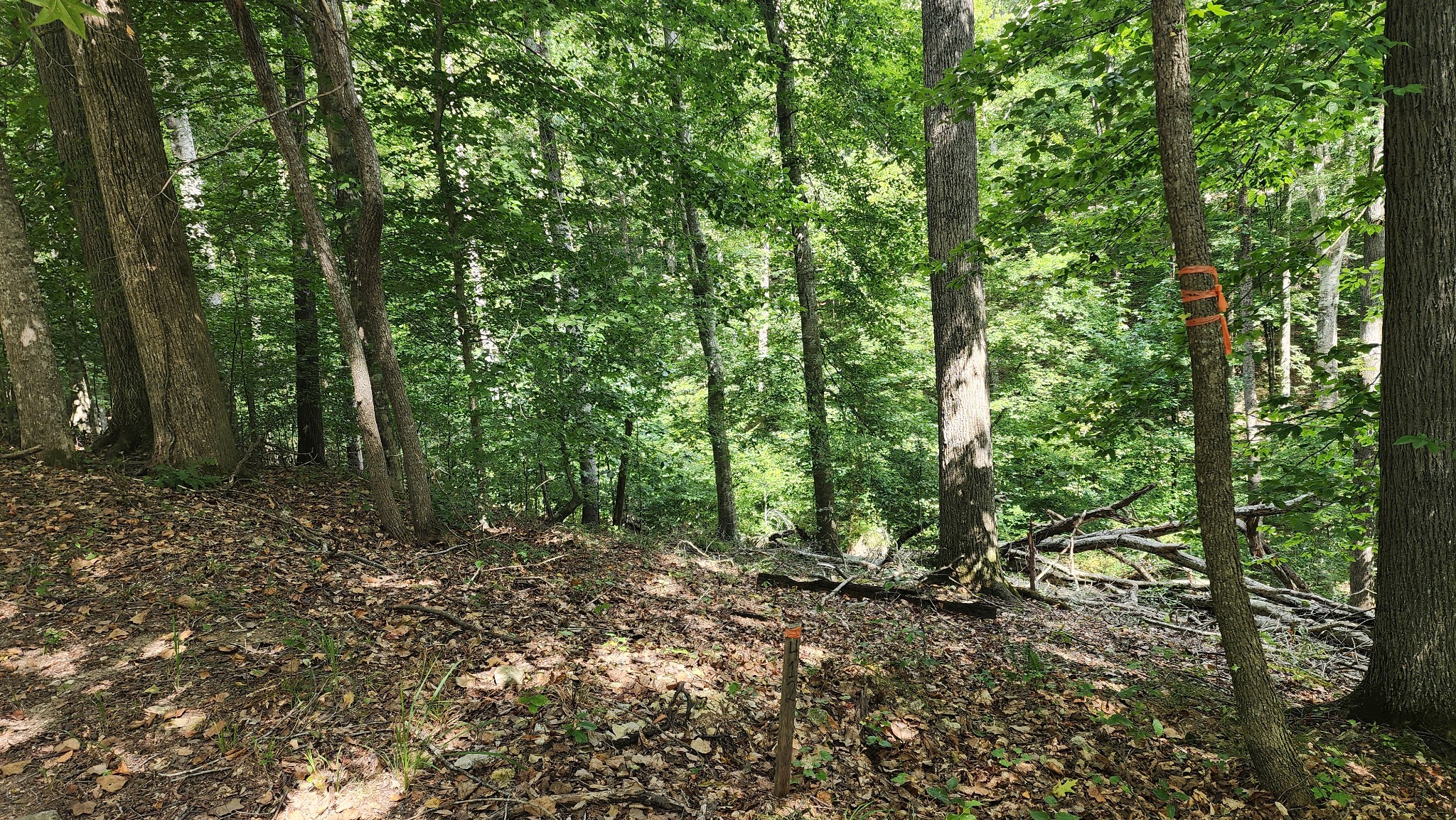 0 February Place Smithville, TN 37166 - Photo 6 of 11 a view of outdoor space and green space