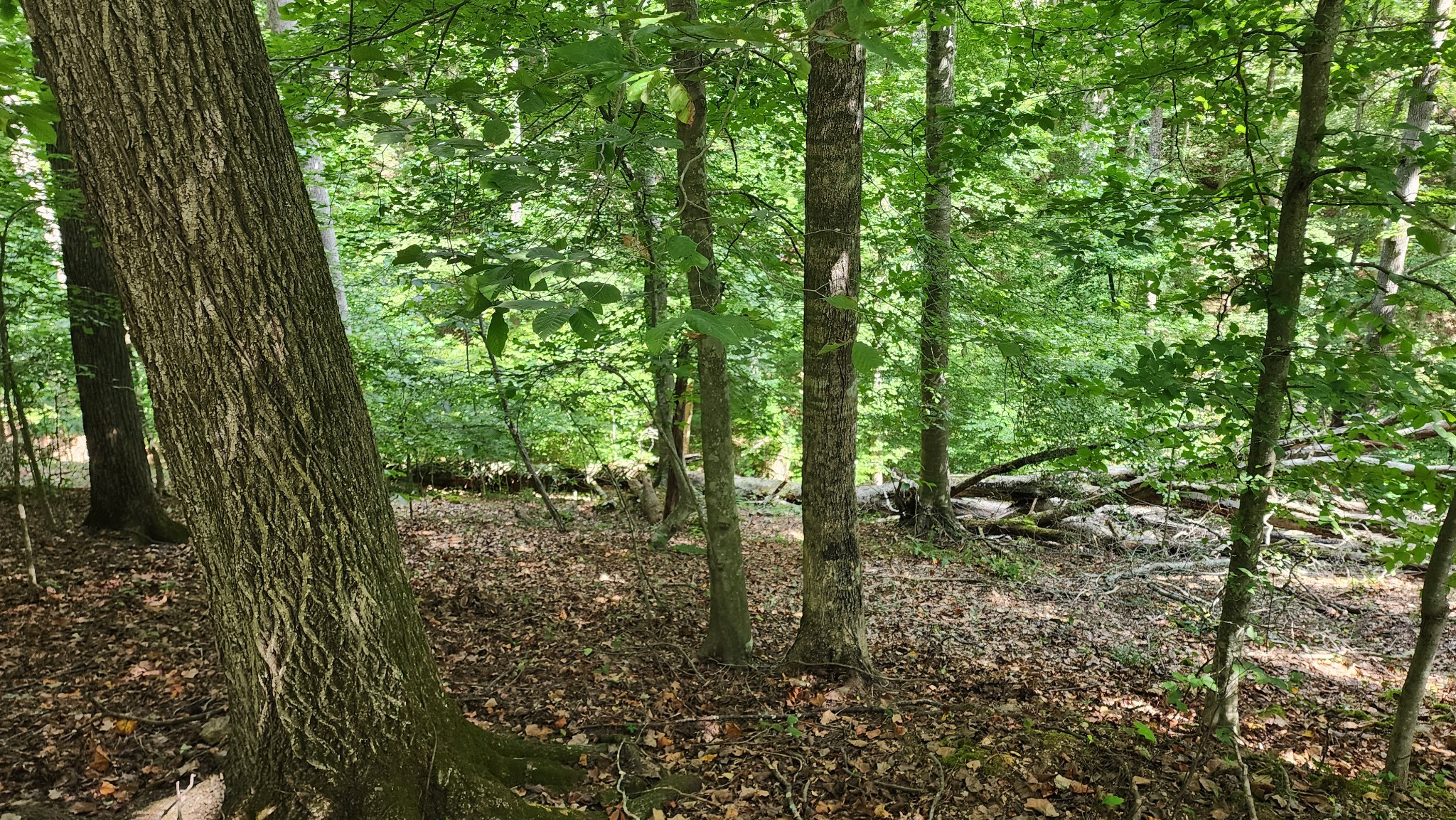 0 February Place Smithville, TN 37166 - Photo 7 of 11 a view of outdoor space and trees