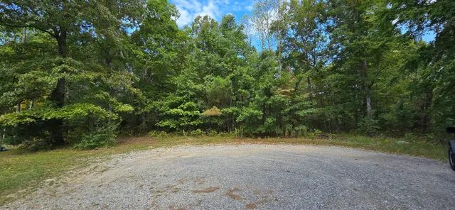 a view of a forest with trees in the background