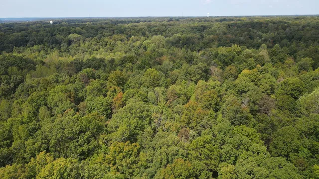 a view of a forest with a street