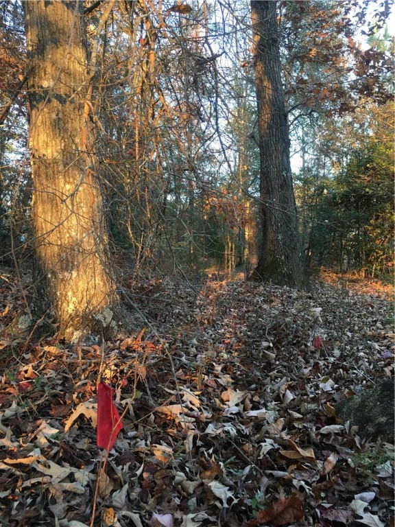 522 Lakeside Drive Anderson, SC 29621 - Photo 3 of 10 Beautiful and mature Hardwood and Holly Trees