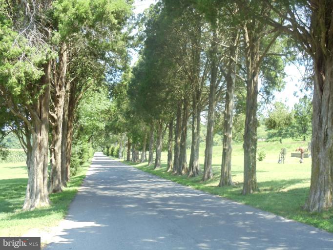 7250 Mackall Road St. Leonard, MD 20685 - Photo 19 of 27 a view of road with trees
