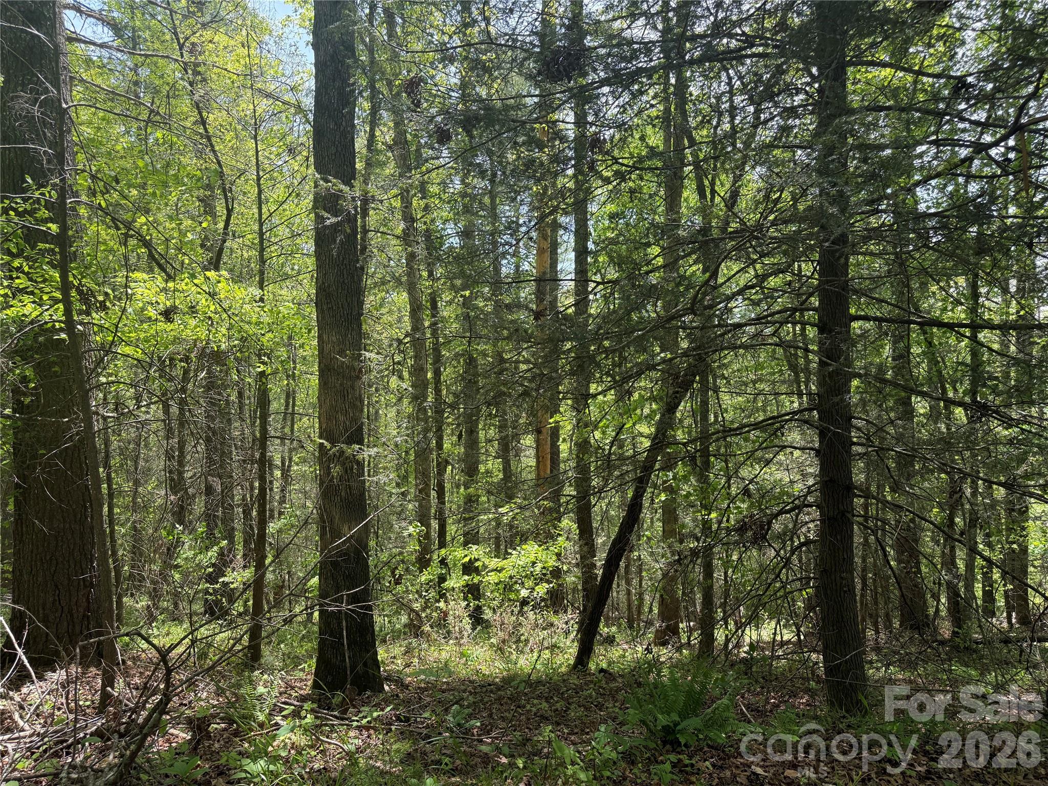 242-area Radford Road, Unit 1 Mars Hill, NC 28754 - Photo 5 of 6 a view of a forest