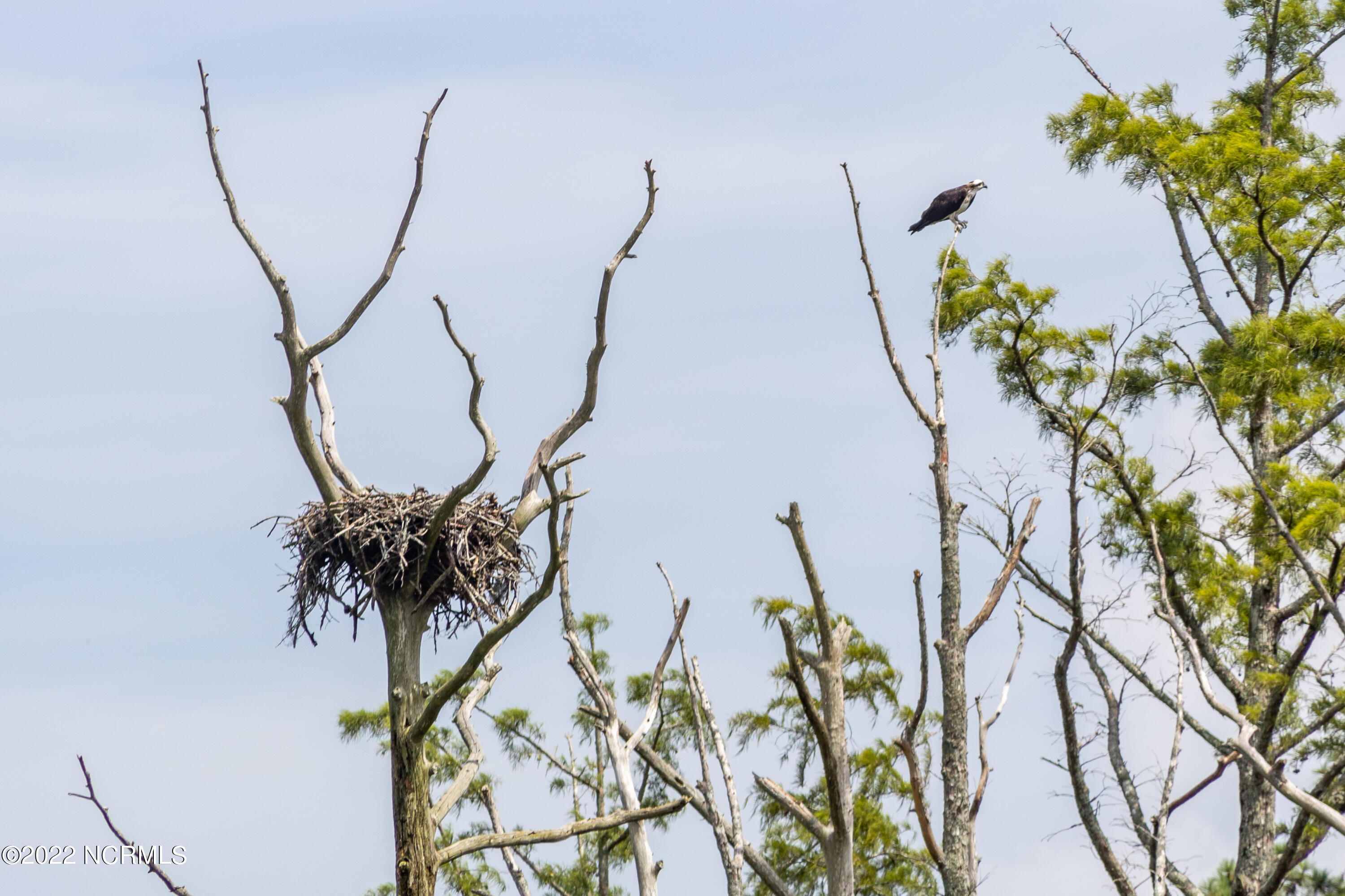 41320 Highway 264 Belhaven, NC 27810 - Photo 46 of 50 046 14320 US 264 Hwy Nature at its best