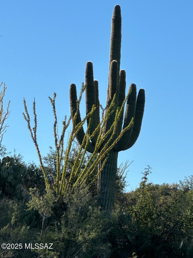 8491 South Pistol Hill Road Vail, AZ 85641 - Photo 46 of 50 Mature Saguaro Cactusl with Ocotillo