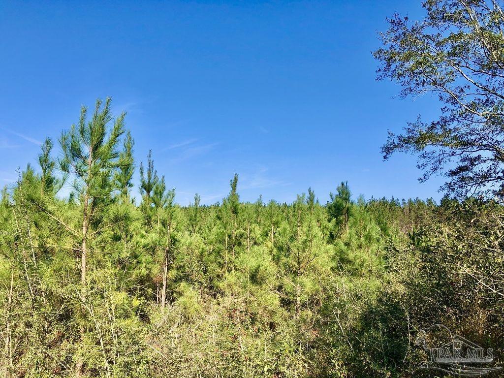 Lot 24-sw Bashi Road Pace, FL 32571 - Photo 20 of 26