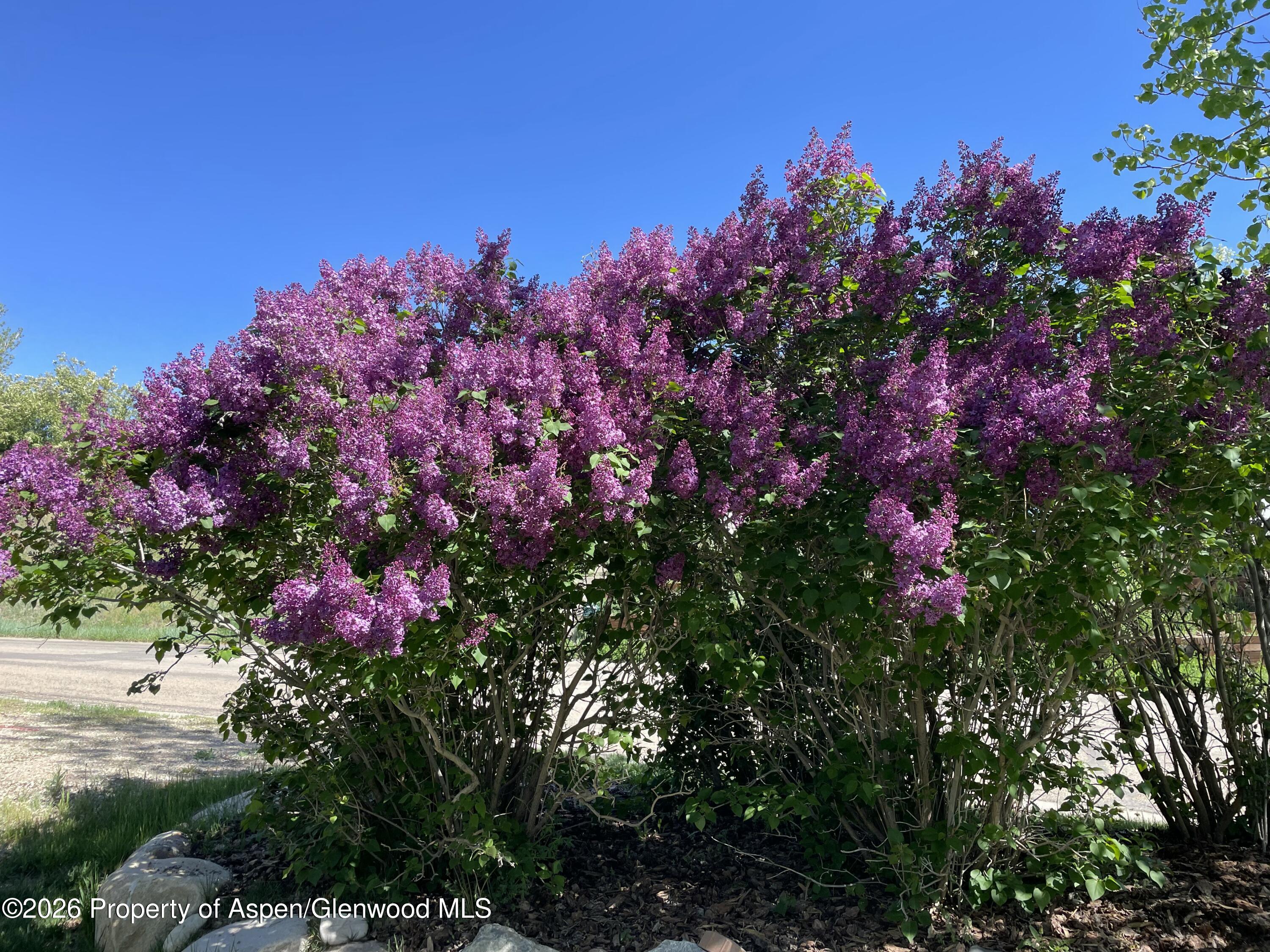1040 Bryan Way Craig, CO 81625 - Photo 53 of 54 a view of a flower