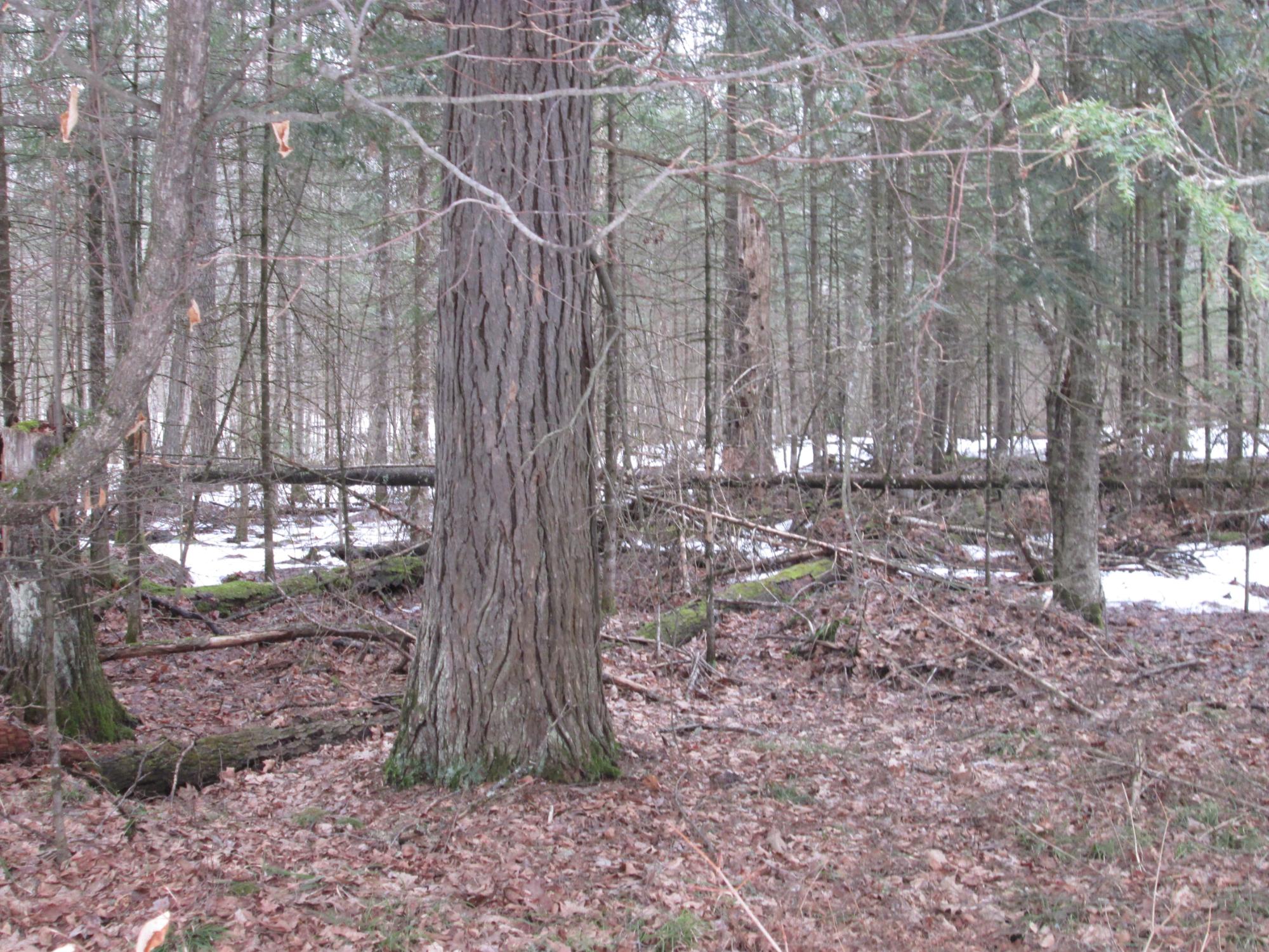 0 Black Forest Road Presque Isle, WI 54557 - Photo 5 of 6 Gallery Image 5