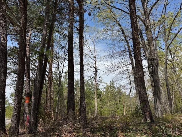 1 Stage Road Concord, VA 24538 - Photo 1 of 8 a view of a forest filled with trees