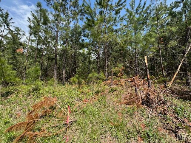 1 Stage Road Concord, VA 24538 - Photo 6 of 8 a view of a lush green forest with large trees