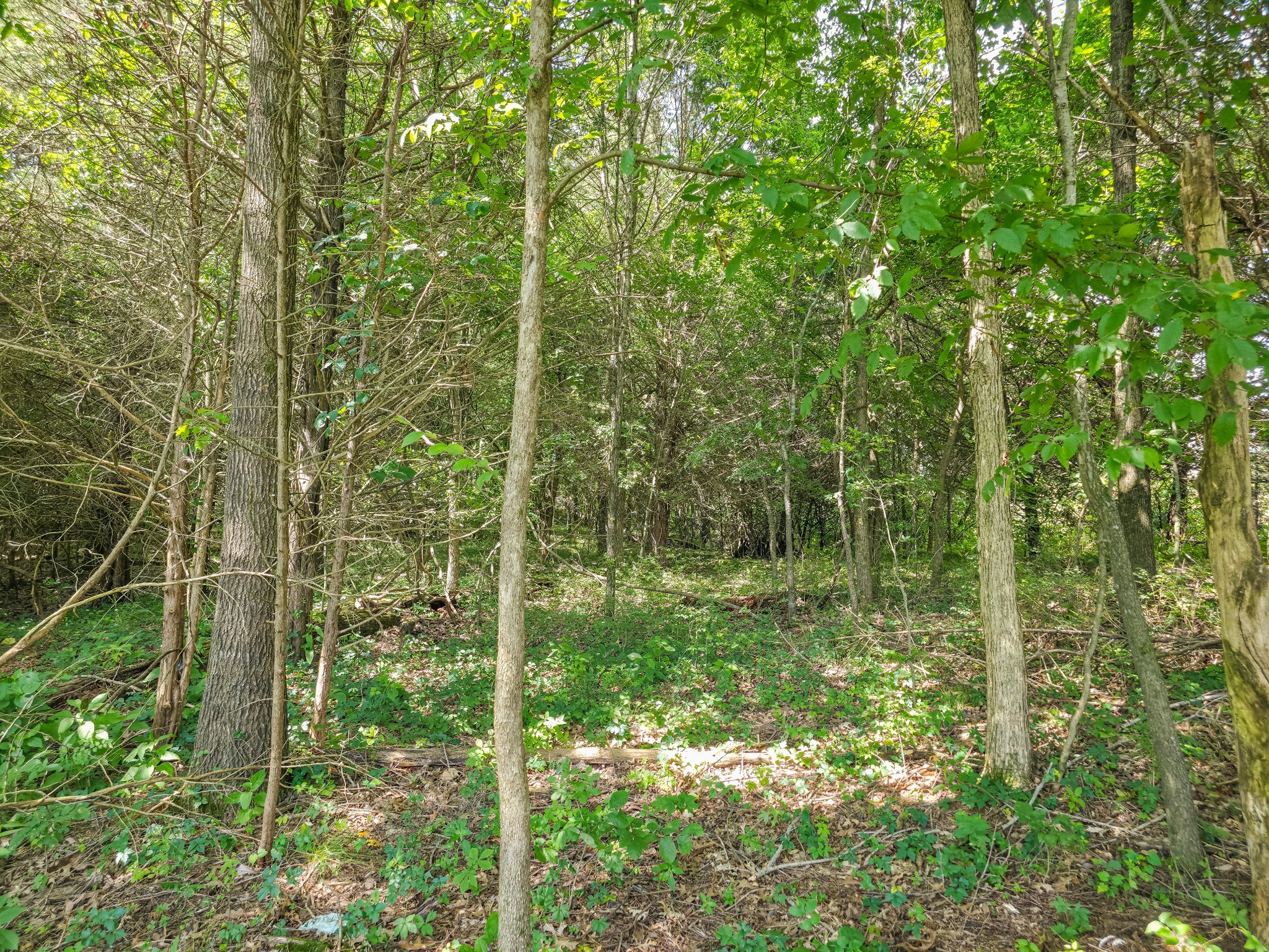 Undisclosed Address Columbia, TN 38401 - Photo 3 of 19 a view of a forest with a tree