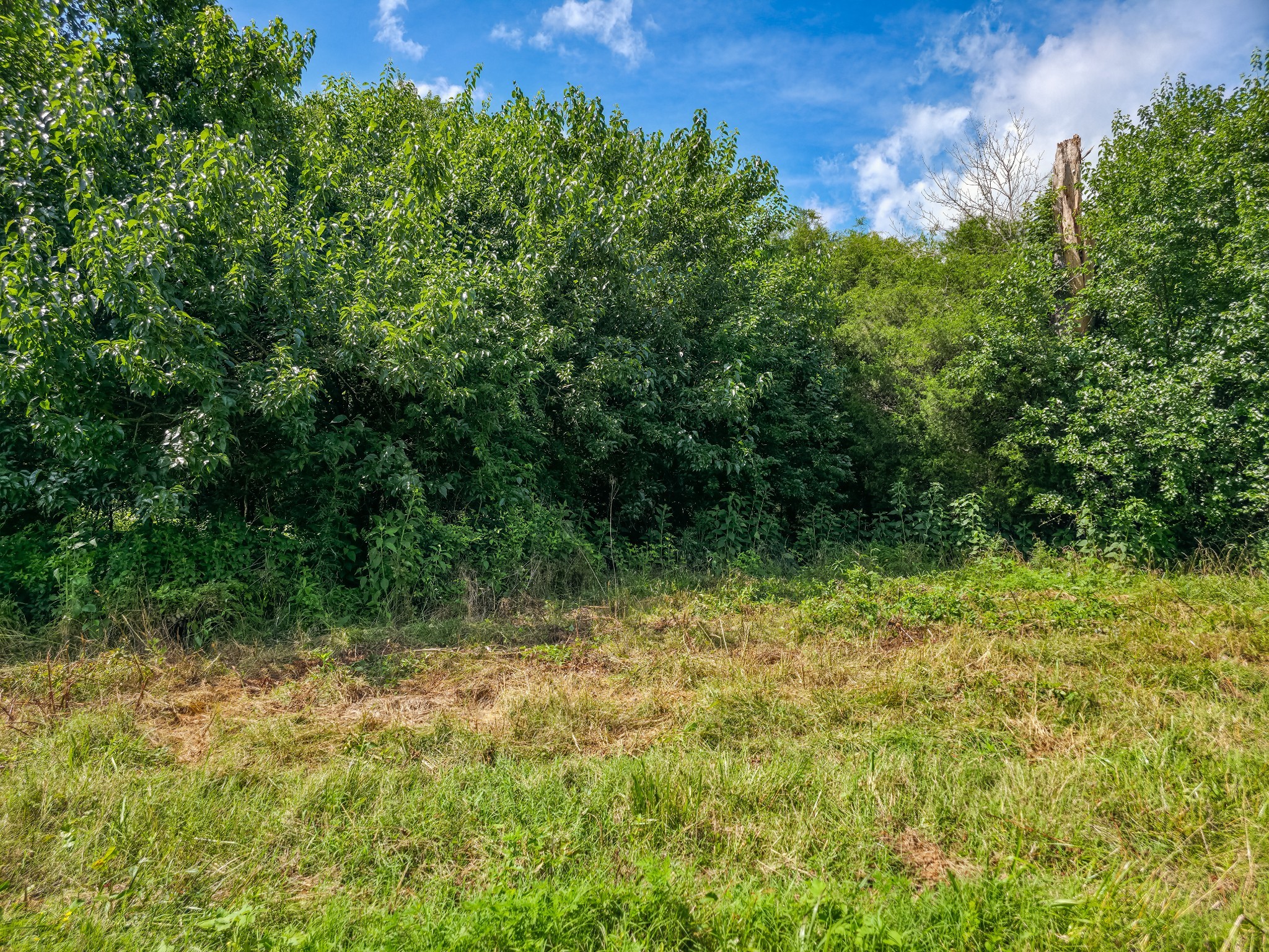 Undisclosed Address Columbia, TN 38401 - Photo 4 of 19 a view of outdoor space and green space