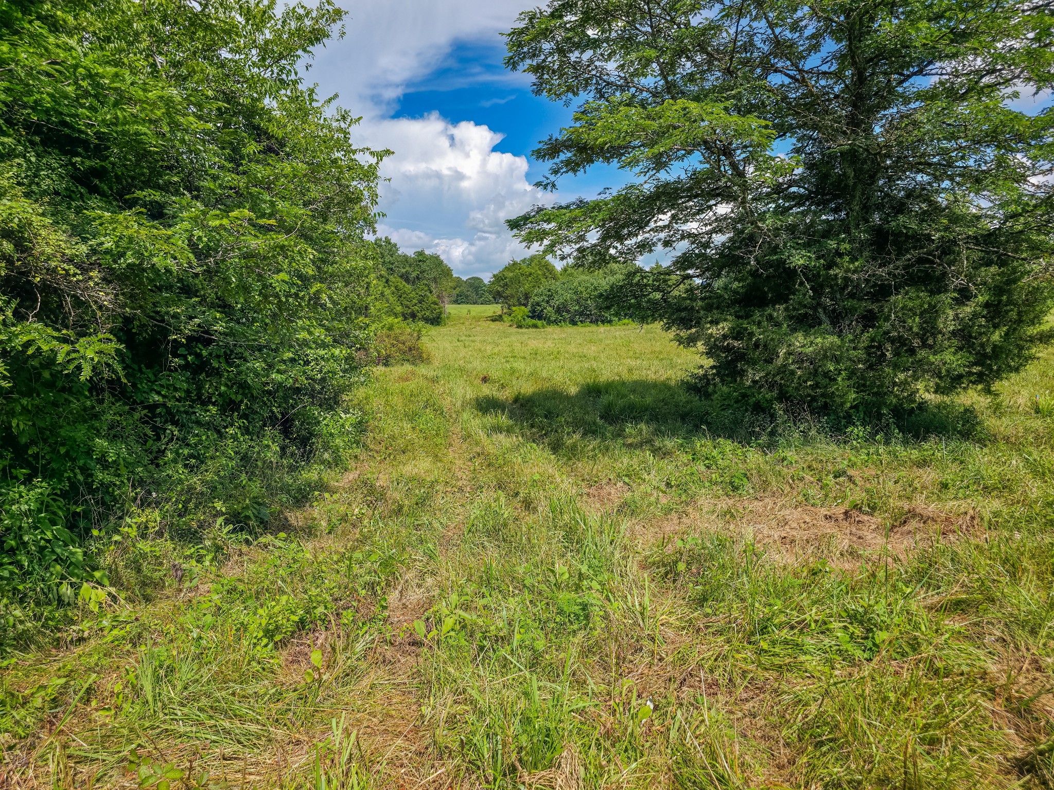 Undisclosed Address Columbia, TN 38401 - Photo 5 of 19 a view of a green yard with large trees