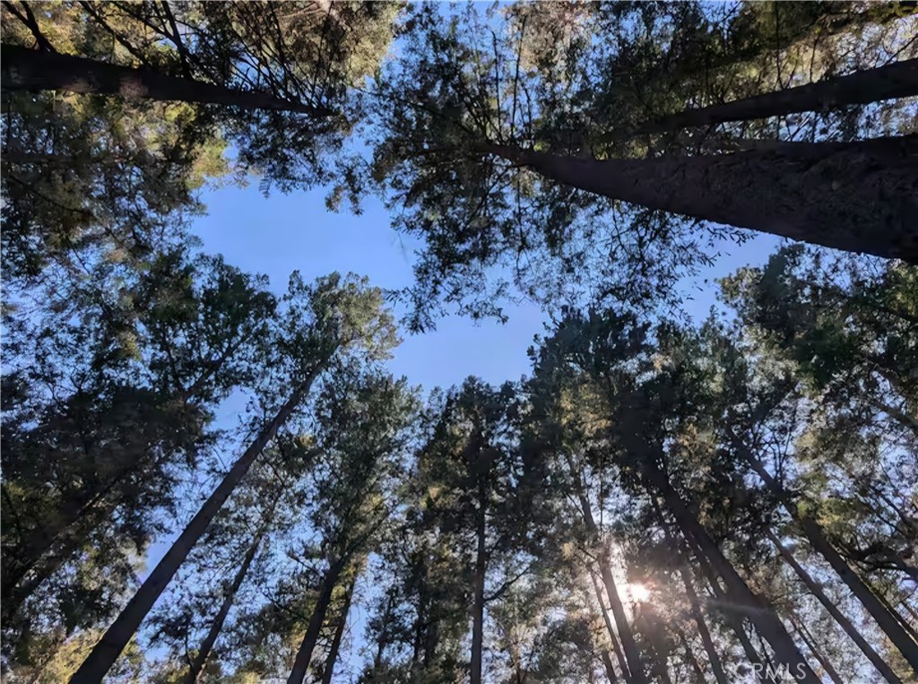 16135 Bottle Rock Road Cobb, CA 95426 - Photo 14 of 19 a view of a red and white tree