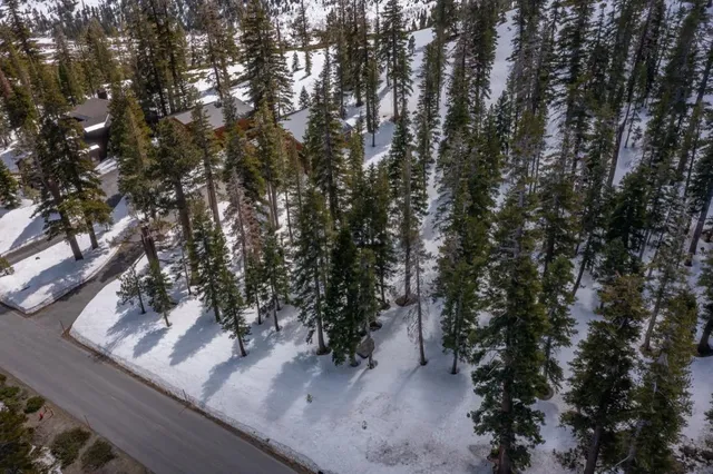 a view of a tree in a backyard of a house