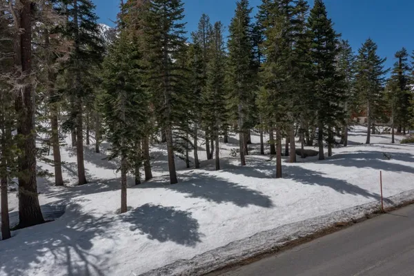 a view of a fireplace with a tree