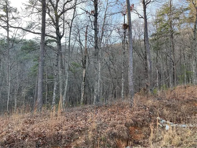 a view of a forest filled with trees