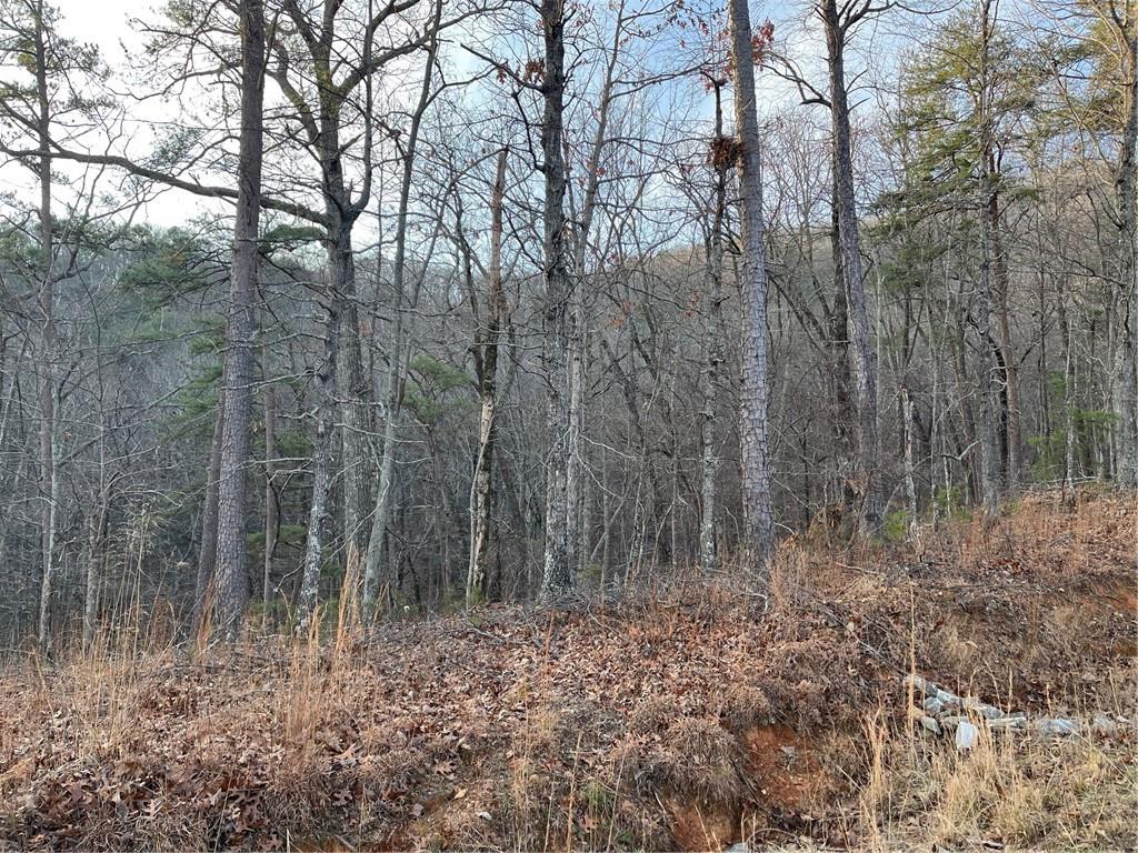 205 Sharp Top Mountain Trail Jasper, GA 30143 - Photo 5 of 6 a view of a forest filled with trees