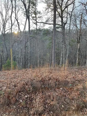 a view of a forest with trees in the background