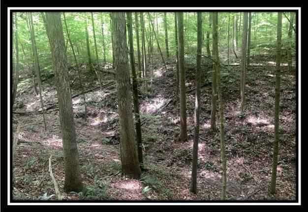 1391 Tennant Road, Unit TRACT 1) Ray, OH 45672 - Photo 36 of 67 image036