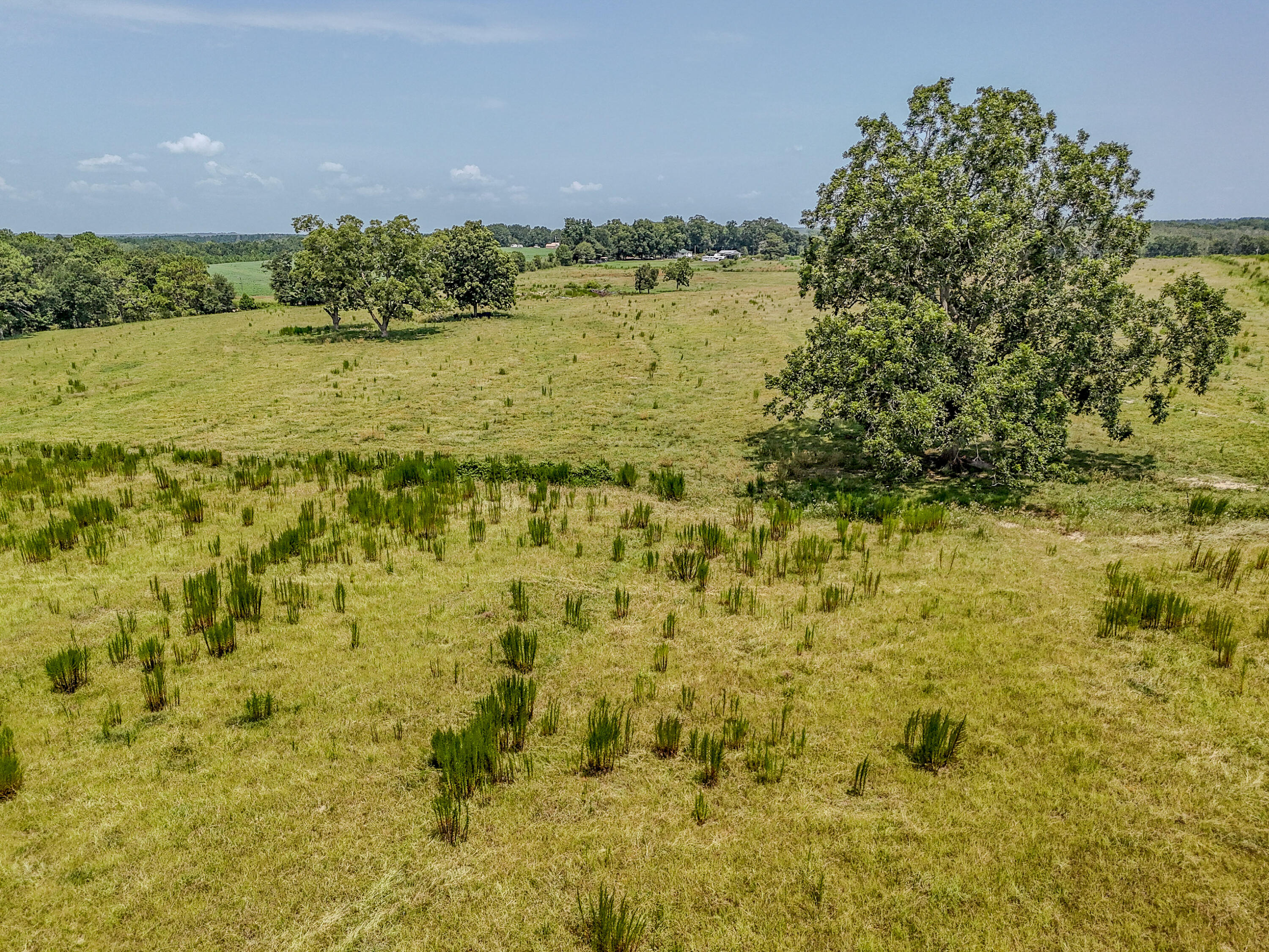 3958 Gopher Ridge Road Samson, AL 36477 - Photo 24 of 25 DJI_20260730003801_0031_D