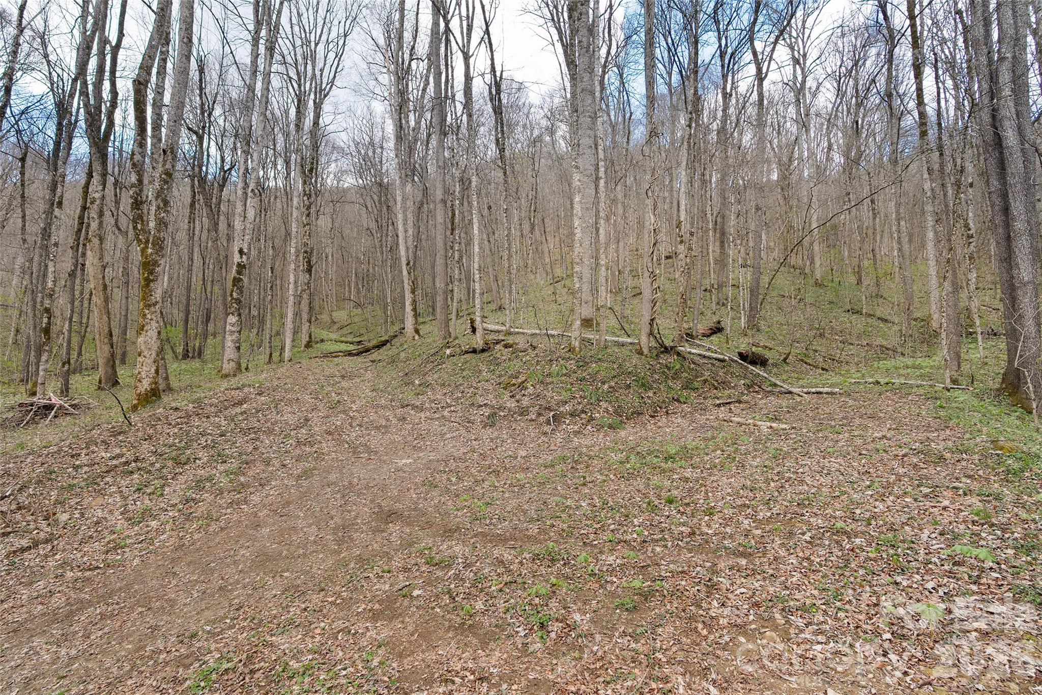 23 Forbidden Cove Waynesville, NC 28785 - Photo 13 of 18 a view of outdoor space and covered with trees