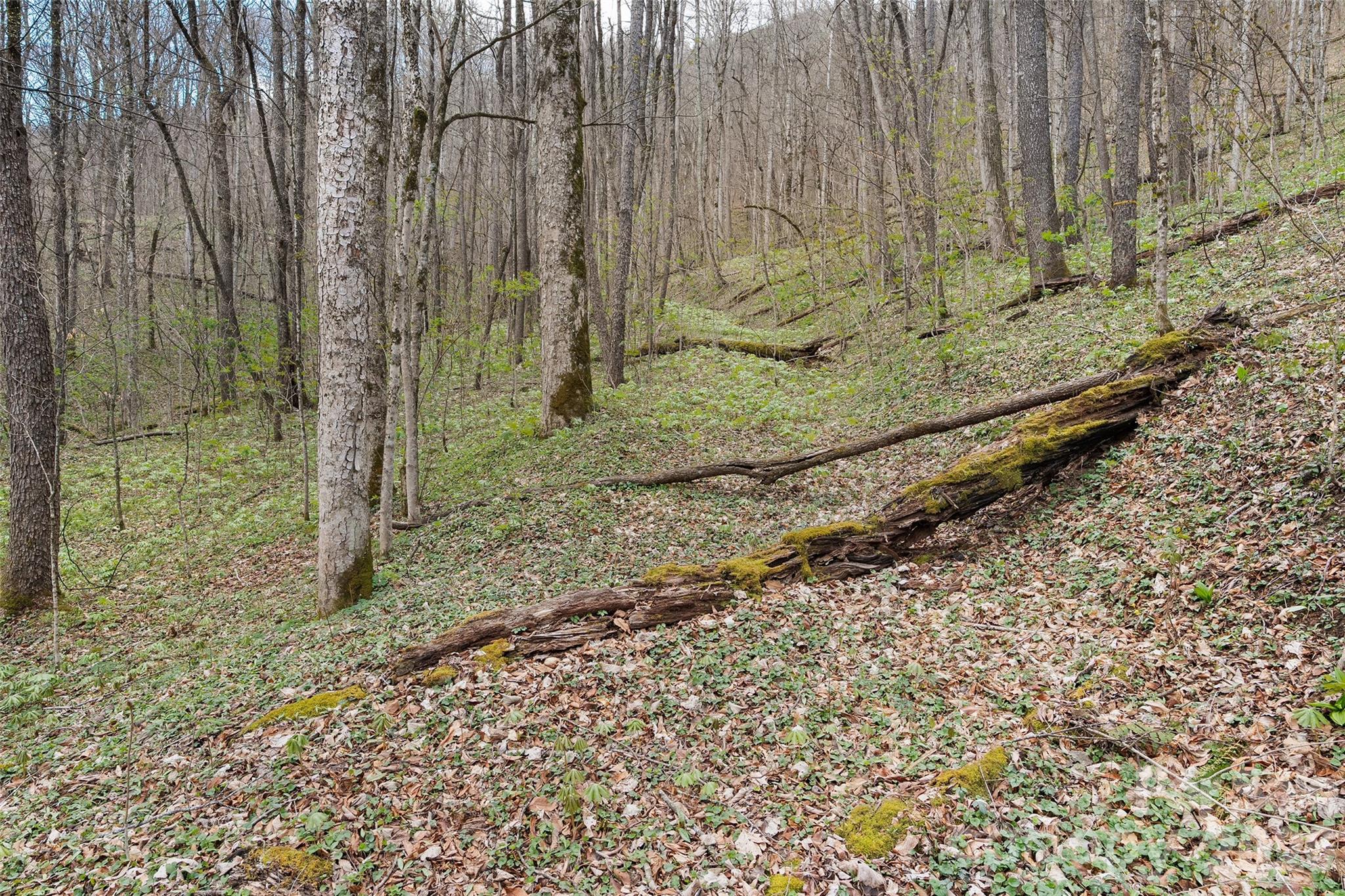23 Forbidden Cove Waynesville, NC 28785 - Photo 14 of 18 a view of a backyard of the house