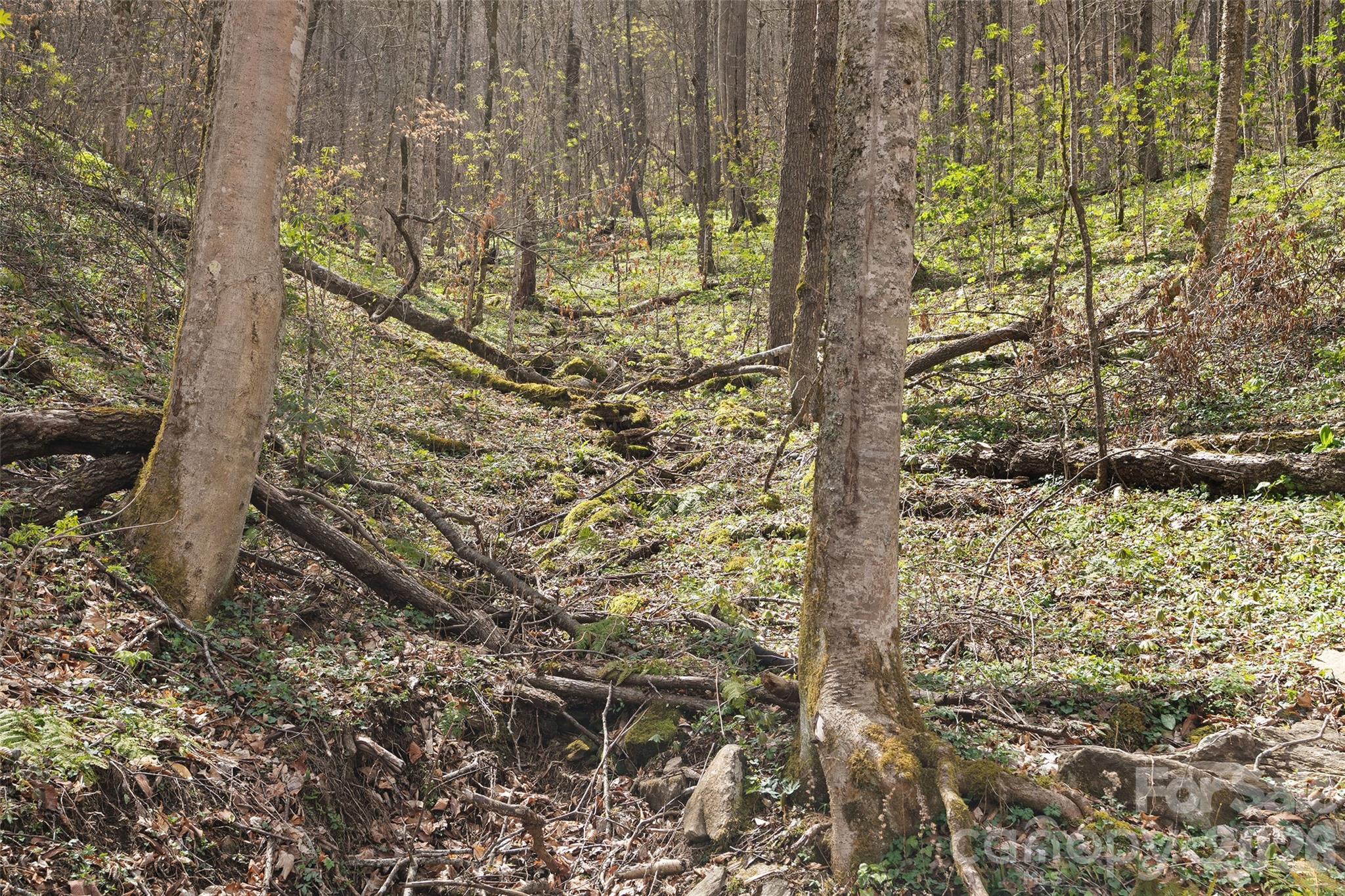 23 Forbidden Cove Waynesville, NC 28785 - Photo 15 of 18 a view of a yard with plants and wooden fence