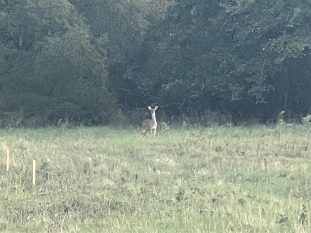 136 Aslan Road Poolville, TX 76487 - Photo 3 of 12 View of local wilderness
