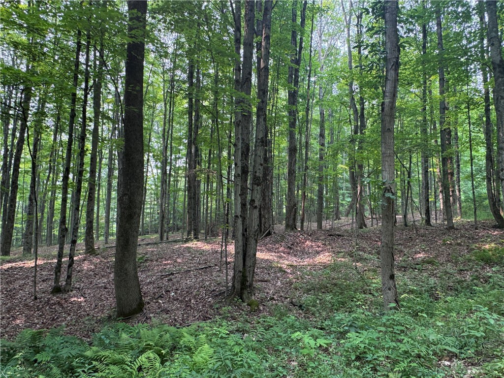 2446 Red Fox Road Portville, NY 14770 - Photo 40 of 41 woods