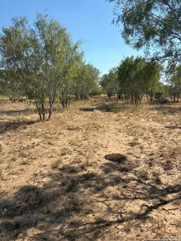 a view of a yard with trees