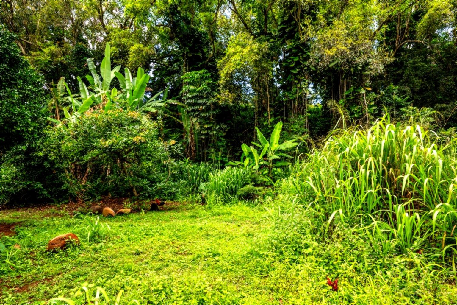 105 East Kuiaha Road Haiku, HI 96708 - Photo 24 of 24 a backyard of a house with lots of green space