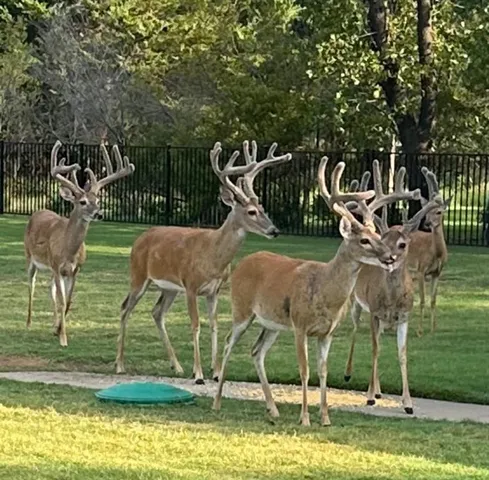 a view of a slide with a fountain