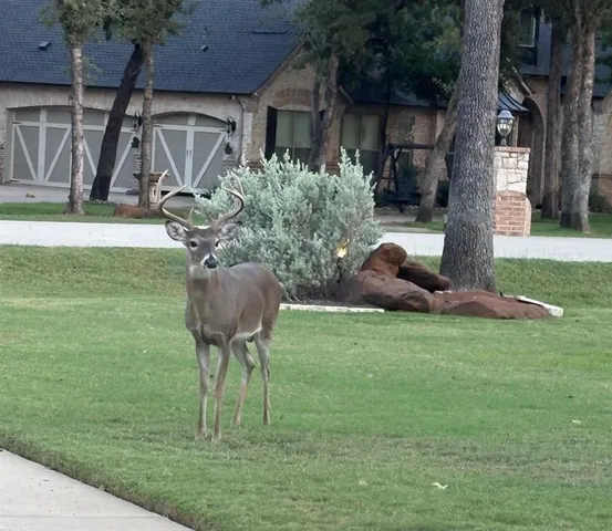 a view of a backyard with table and chairs