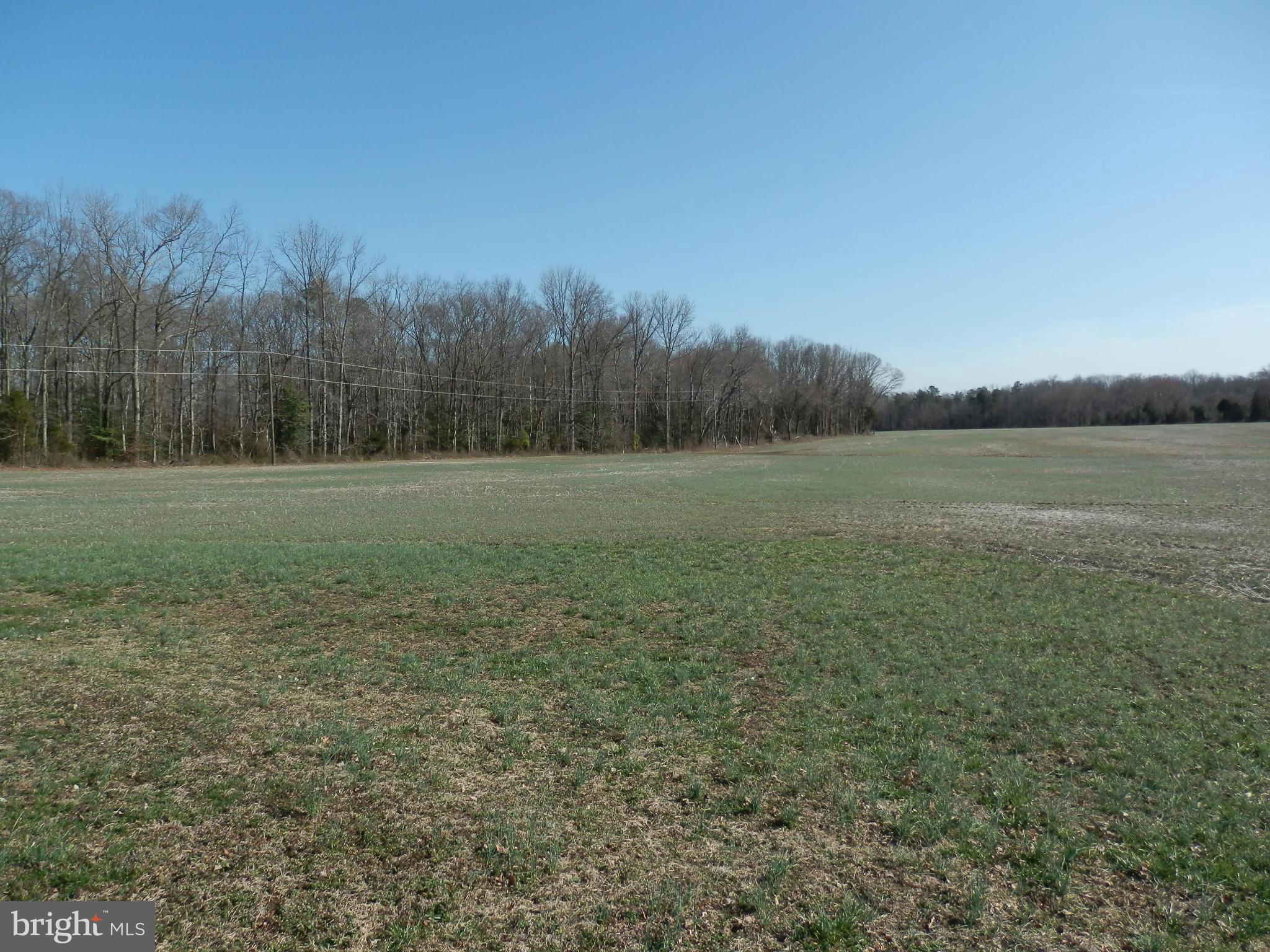8458 Powhatan Road King George, VA 22485 - Photo 6 of 11 Cropland