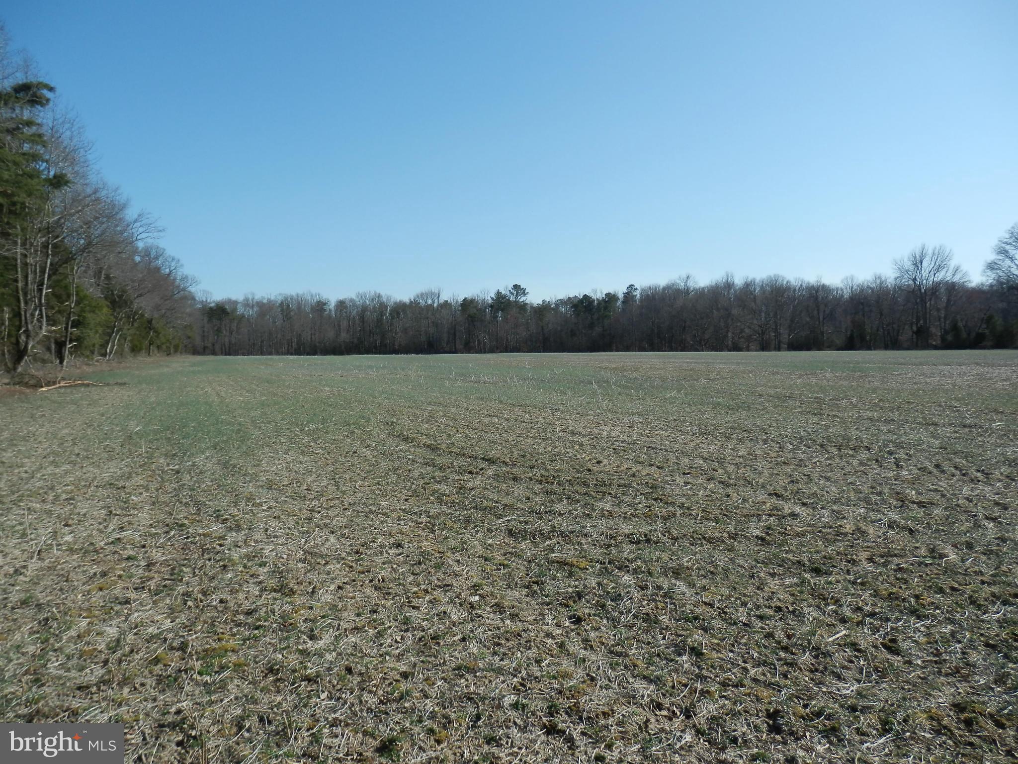 8458 Powhatan Road King George, VA 22485 - Photo 7 of 11 Looking toward woods in Rear