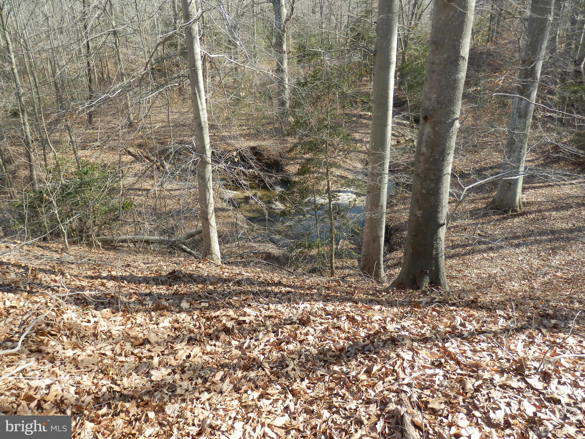 8458 Powhatan Road King George, VA 22485 - Photo 9 of 11 78 Acres of woods