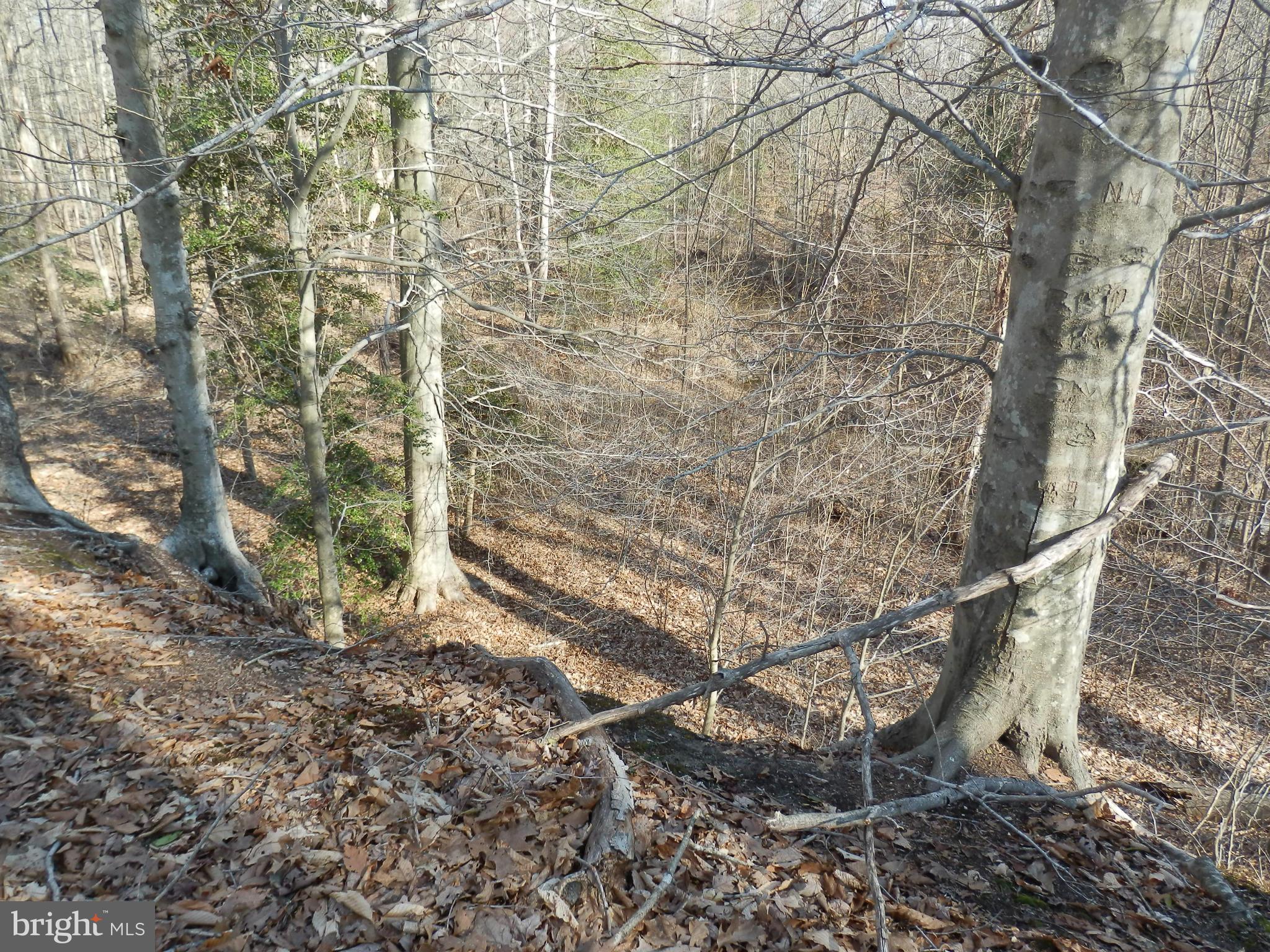 8458 Powhatan Road King George, VA 22485 - Photo 10 of 11 Woods to rear of property