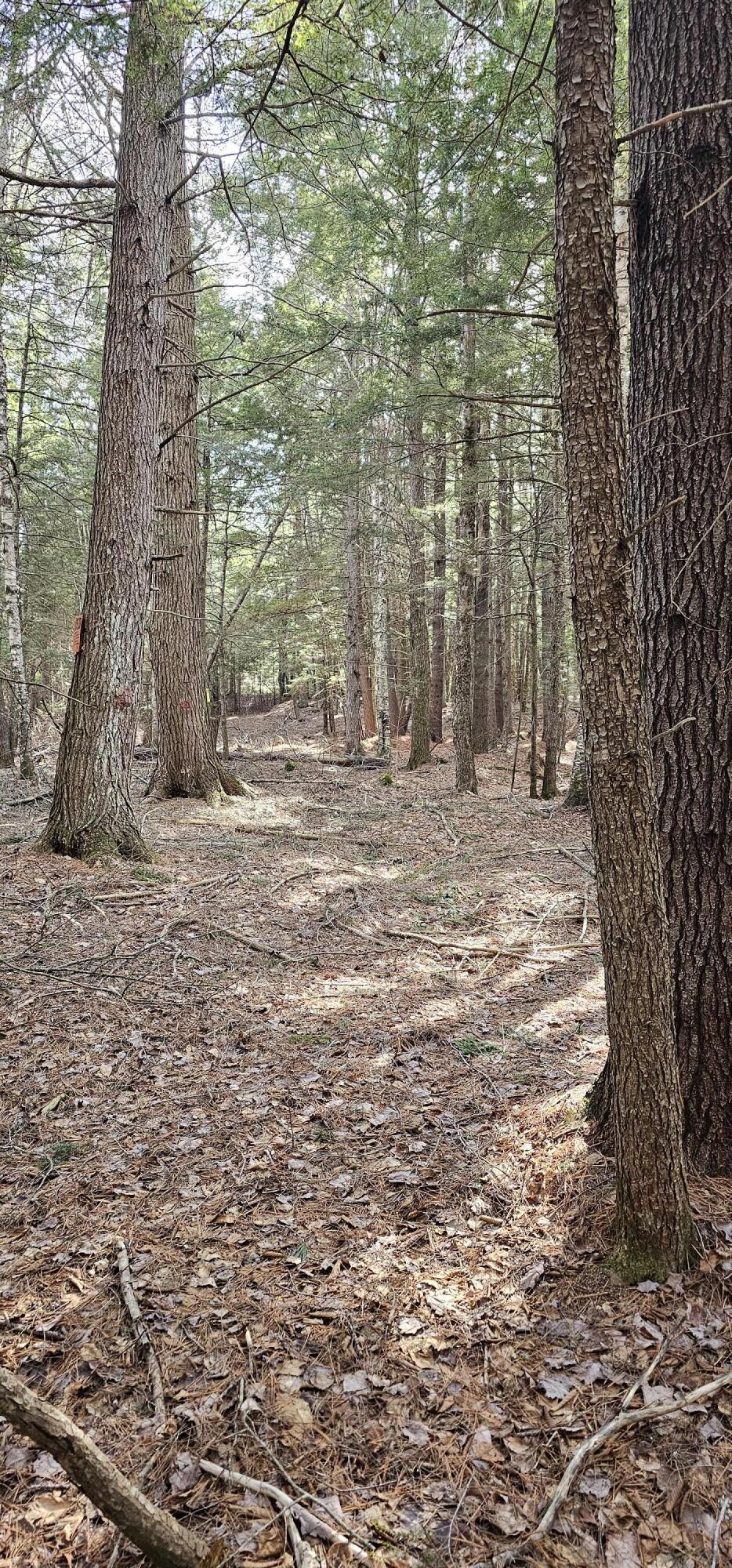 31-31-1 Weymouth Road Albion, ME 04910 - Photo 12 of 14 12. Paths through woods