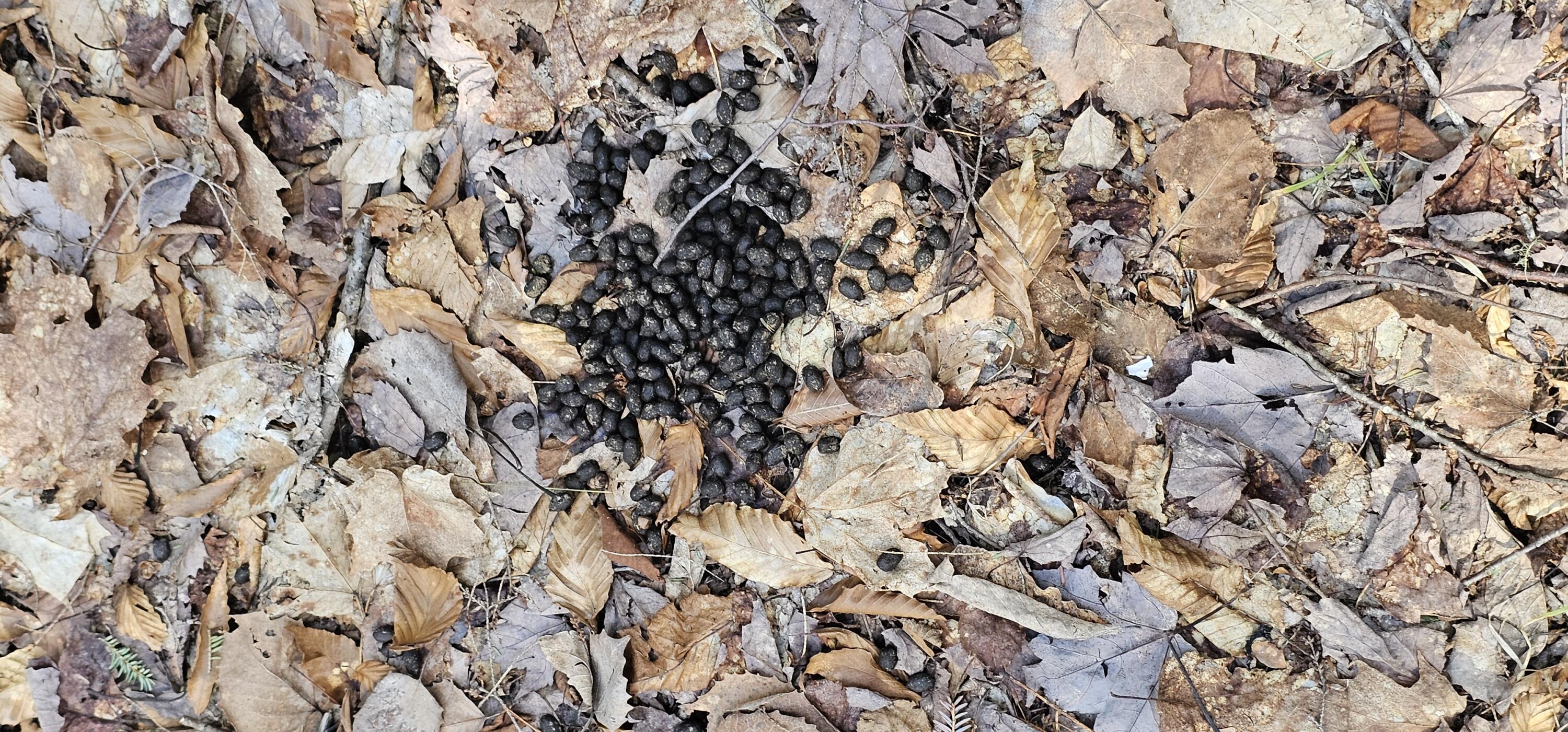 31-31-1 Weymouth Road Albion, ME 04910 - Photo 7 of 14 07. Wildlife