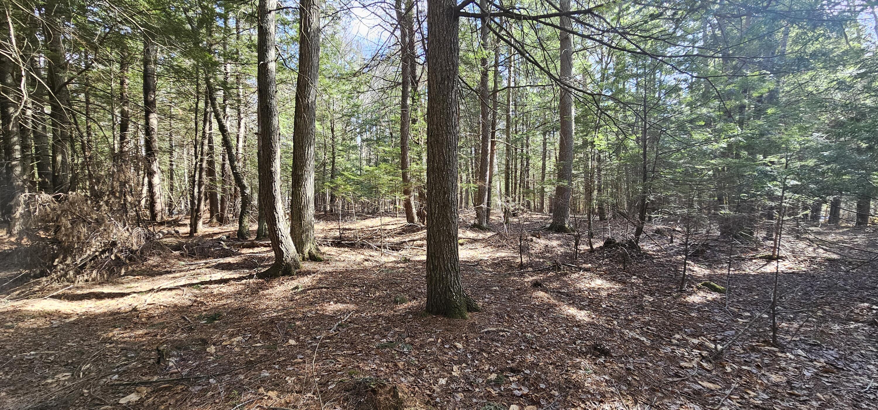 31-31-1 Weymouth Road Albion, ME 04910 - Photo 10 of 14 10. Land