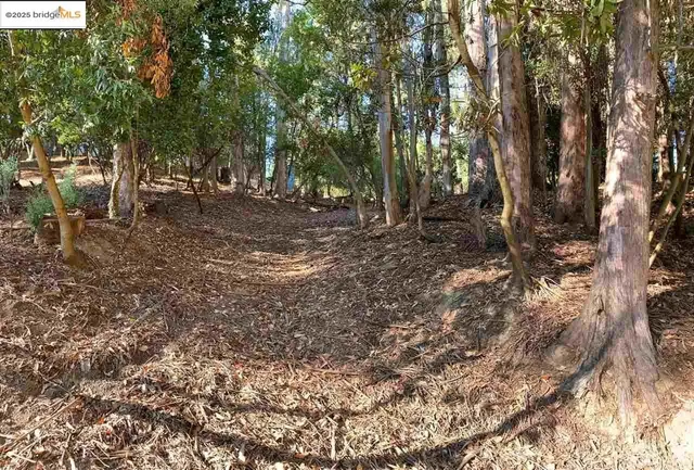a view of a backyard with large trees
