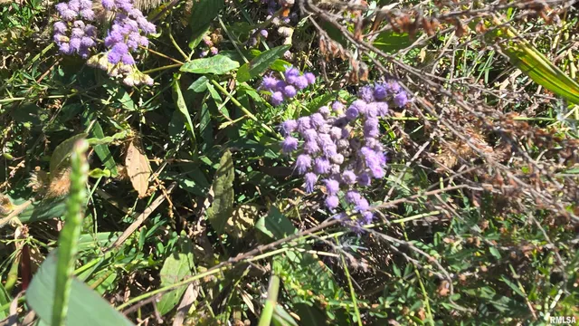 0 Mt Pisgah Road, Vienna, IL 62995