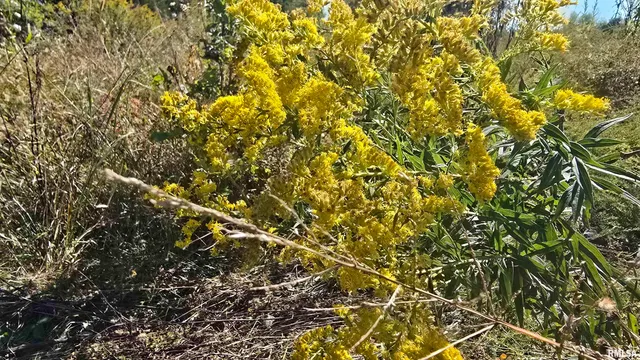 0 Mt Pisgah Road, Vienna, IL 62995