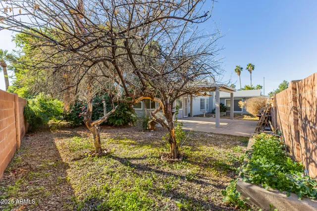 a view of a yard with plants and a large tree