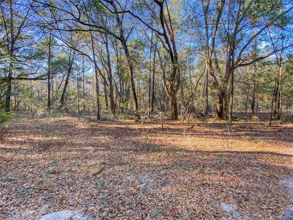Southwest Buffalo Court Fort White, FL 32038 - Photo 1 of 11 a view of a house with large trees