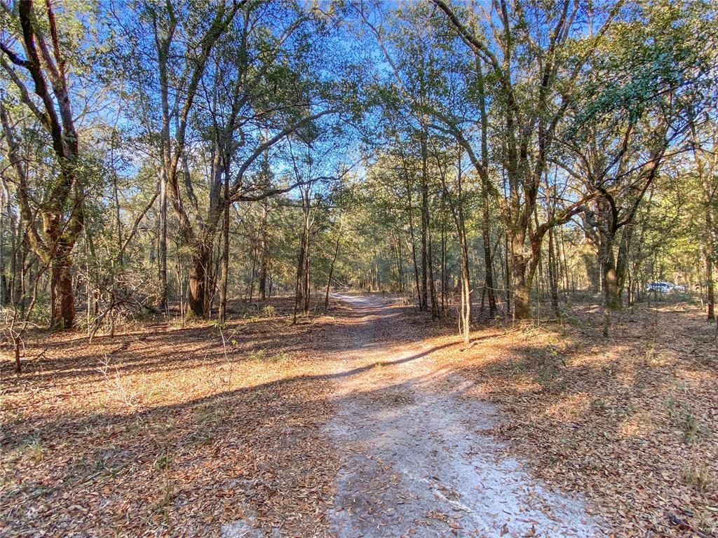 Southwest Buffalo Court Fort White, FL 32038 - Photo 2 of 11 a view of a yard with large trees